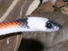 Drepanoides anomalus