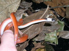 Drepanoides anomalus