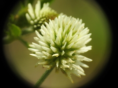 Trifolium montanum