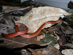 Drepanoides anomalus