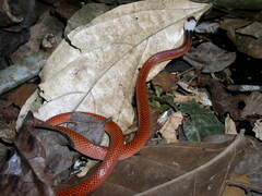 Drepanoides anomalus