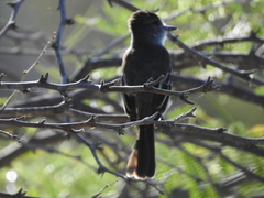 Myiarchus stolidus