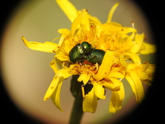 Cryptocephalus sericeus