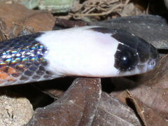 Drepanoides anomalus