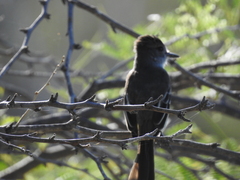 Myiarchus stolidus