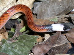 Drepanoides anomalus