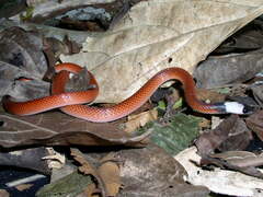 Drepanoides anomalus