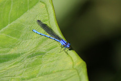 Argia medullaris