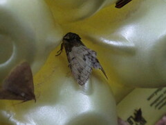 Macrurocampa marthesia