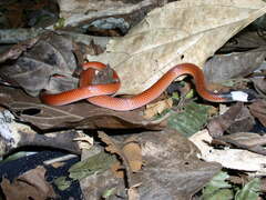Drepanoides anomalus