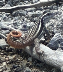 Leiocephalus lunatus