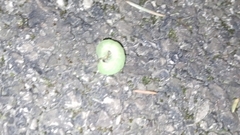 Phlogophora meticulosa