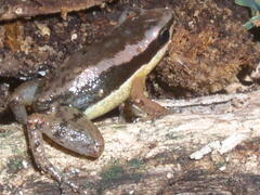 Allobates marchesianus