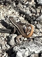 Leiocephalus lunatus