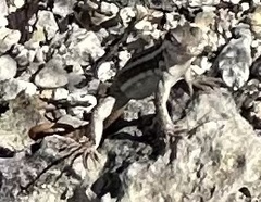 Leiocephalus lunatus