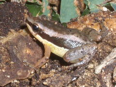Allobates marchesianus
