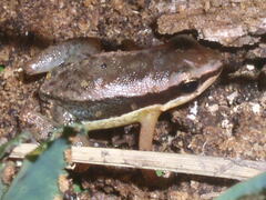Allobates marchesianus