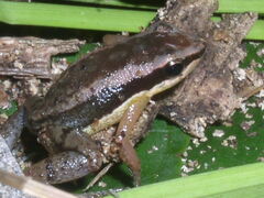 Allobates marchesianus