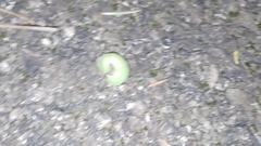 Phlogophora meticulosa