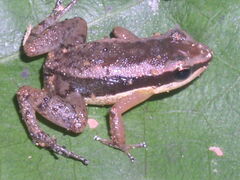 Allobates marchesianus