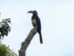 Lophoceros alboterminatus