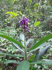 Dichorisandra procera