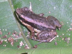 Allobates marchesianus