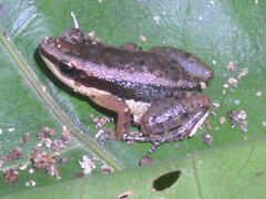 Allobates marchesianus