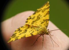 Pseudopanthera macularia