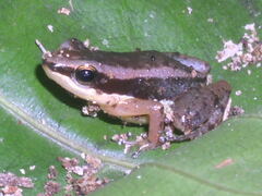 Allobates marchesianus