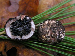 Schenella pityophila