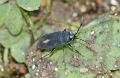 Aphanus rolandri