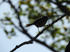 Microligea palustris