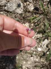 Xeranthemum cylindraceum
