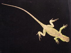 Enyalioides