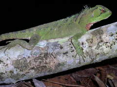 Enyalioides