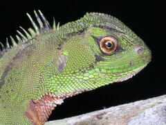 Enyalioides