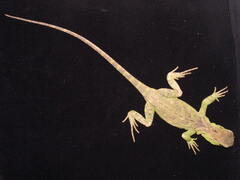 Enyalioides