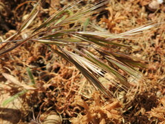 Bromus diandrus
