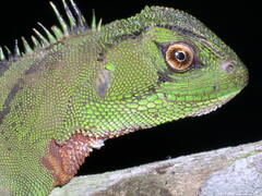 Enyalioides