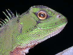 Enyalioides