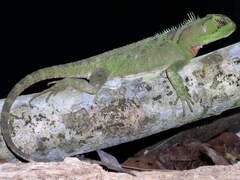 Enyalioides