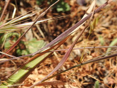 Bromus diandrus