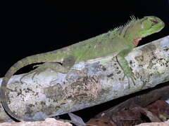 Enyalioides