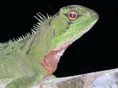 Enyalioides