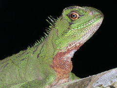 Enyalioides