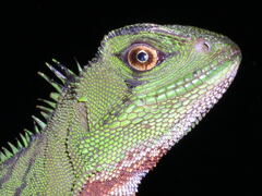 Enyalioides