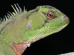 Enyalioides