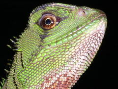 Enyalioides