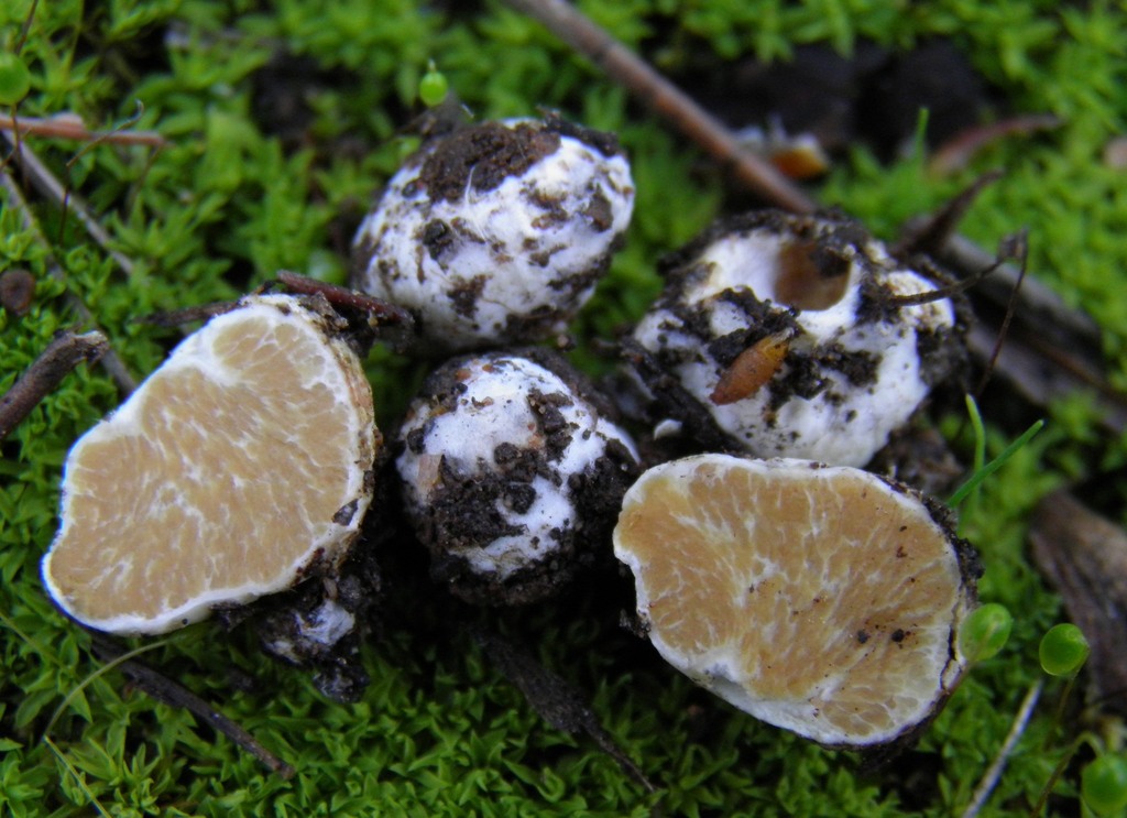 Sclerogaster compactus